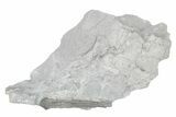 Fossil Crinoid (Synbathocrinus) - Monroe County, Indiana #232147-1